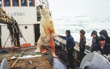 Ein isbjørn er skoten og vinsja om bord i ishavsskuta Aarvak. Selfangst i ishavet var tidlegare ei stor næring på Sunnmøre. FOTO: Ishavsmuseet Aarvak / Gull av gråstein