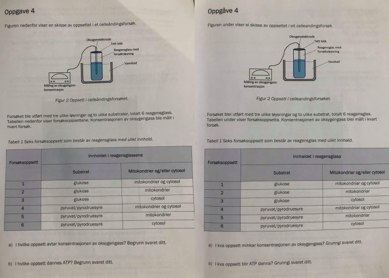 Reagerer på omsetting på eksamen: – Vert vanskelegare å vere nynorskbrukar